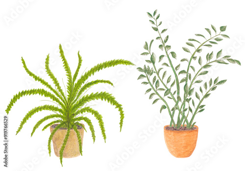 Sword fern or boston fern and ZZ plant houseplants, hand painted watercolor illustration on white background