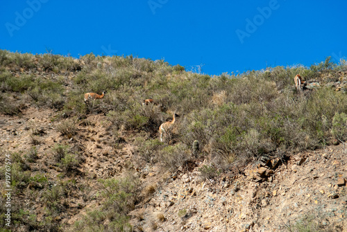 Grupo de alpacas pastando en cerro, dentro de reserva natural