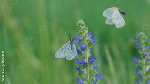 Butterflies create a mesmerizing dance as they flit between the petals, highlighting the colors and textures of the natural world. Slow motion
