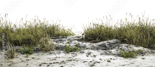 PNG Serene marshland with lush vegetation