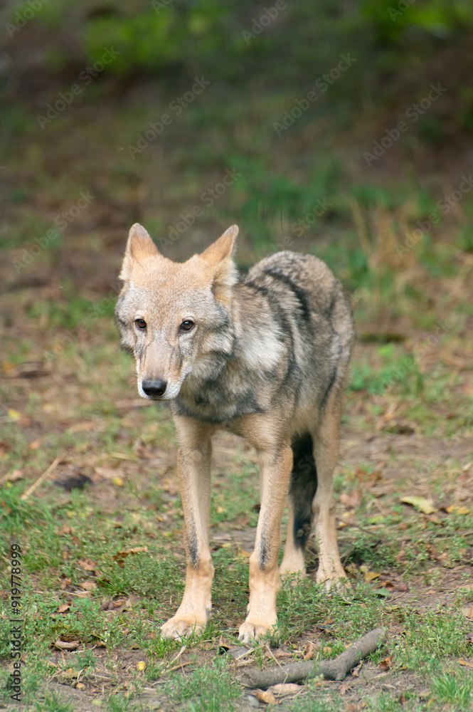 A young wolf cub, emaciated from hunger A young wolf cub, emaciated from hunger