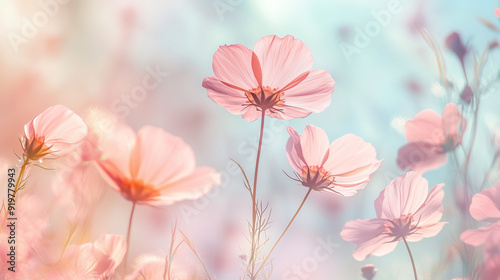 Delicate Pink Cosmos Flowers Blooming in Soft Morning Light with Copy Space