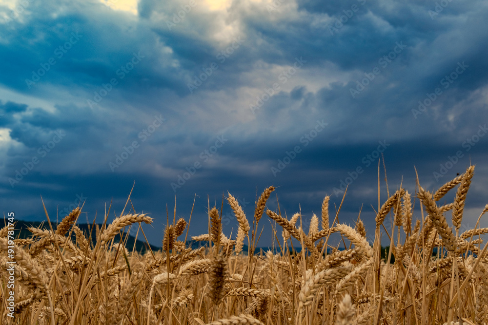 Natural rural summer panoramic landscape Wheat field against stormy sky with dark clouds Nature before thunderstorm