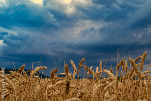 Obraz na płótnie Natural rural summer panoramic landscape Wheat field against stormy sky with dark clouds Nature before thunderstorm w salonie