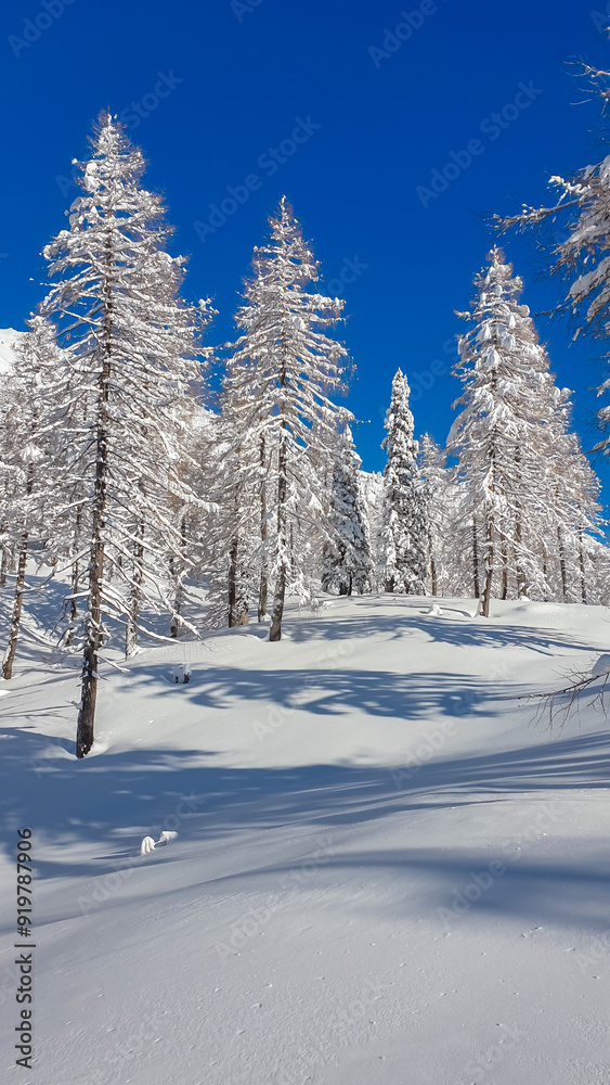 Naklejka premium Panoramic view of snow capped mountain peaks of Karawanks mountain range in Bärental, Carinthia, Austria. Frozen tree branches in winter wonderland in the Austrian Alps. Ski touring on sunny day