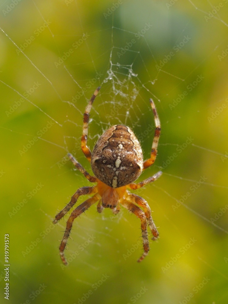 spider on the web spider on the web