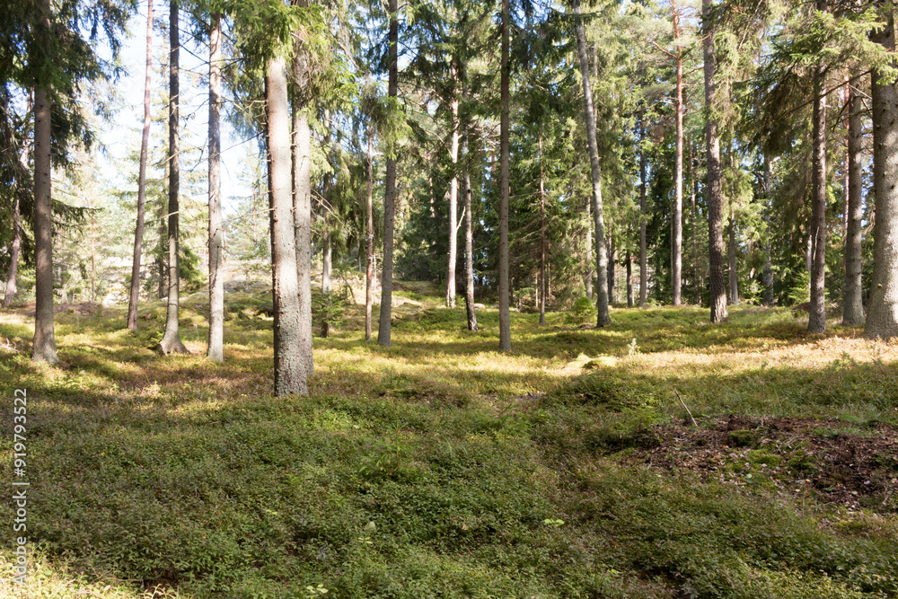 Obraz premium Finnish Forest