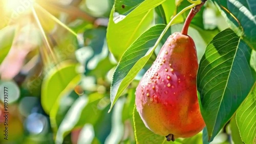 Ripe Juicy Pear on a Tree on a Sunny Day, Vibrant and Fresh, Harvest Season