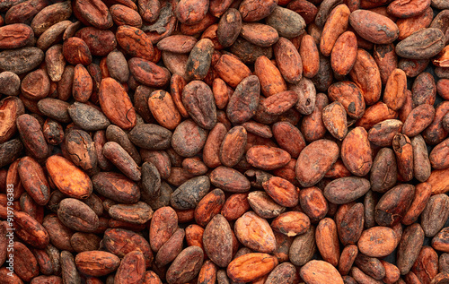 Cocoa beans grain texture . Ingredient for preparating chocolate photo
