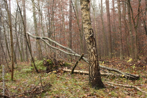 Fototapeta Naklejka Na Ścianę i Meble -  leżące drzewo w jesień
