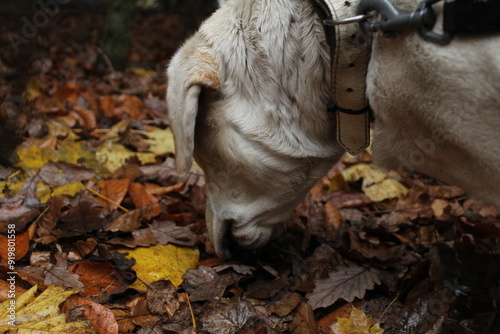 Pies labrador wąchający liście jesienią 