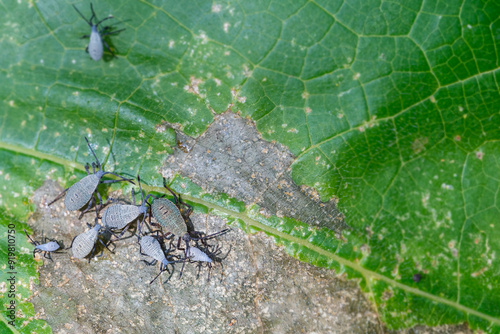 Cluster of squash bugs on a pumpkin leaf