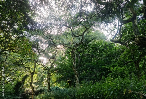 morning in the forest