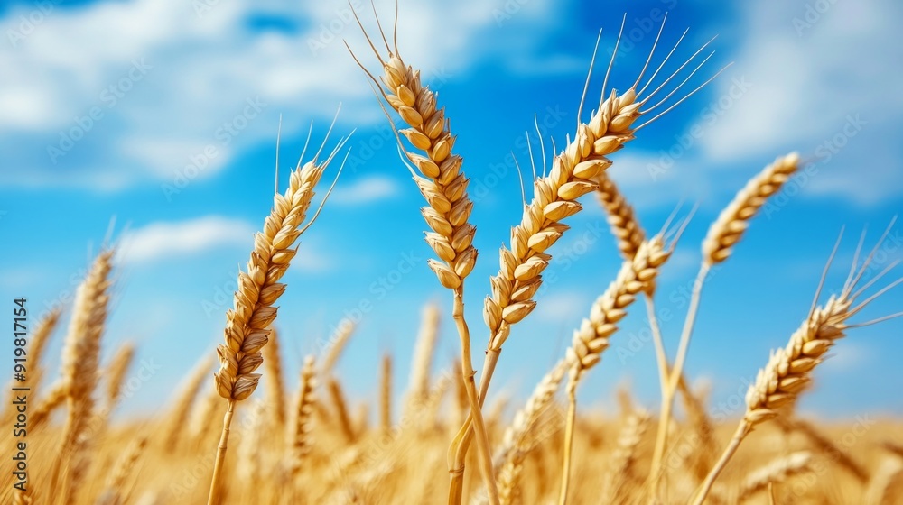 Golden wheat fields under a blue sky. Close-up of wheat ears swaying in the wind. Perfect for agricultural content, farming visuals, and nature-themed projects. Bright and vibrant colors. AI Golden wheat fields under a blue sky. Close-up of wheat ears swaying in the wind. Perfect for agricultural content, farming visuals, and nature-themed projects. Bright and vibrant colors. AI