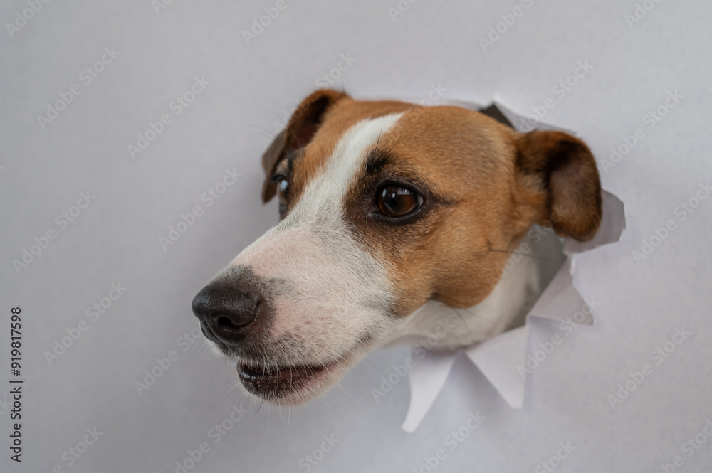 A funny Jack Russell Terrier dog sticks out from a light gray cardboard background. Copy space. A funny Jack Russell Terrier dog sticks out from a light gray cardboard background. Copy space.
