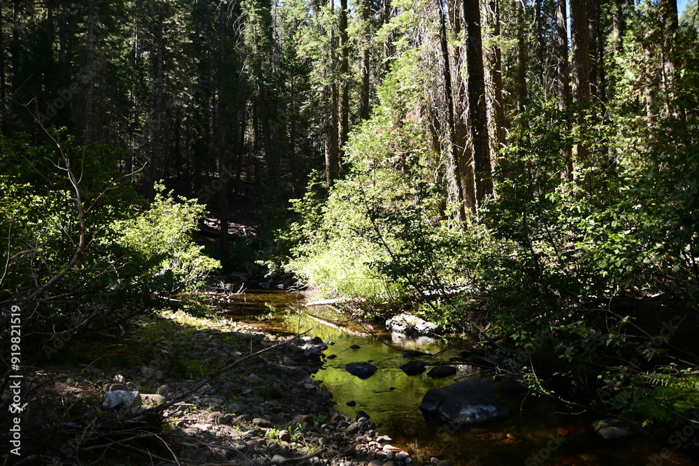 Obraz premium forest in the morning