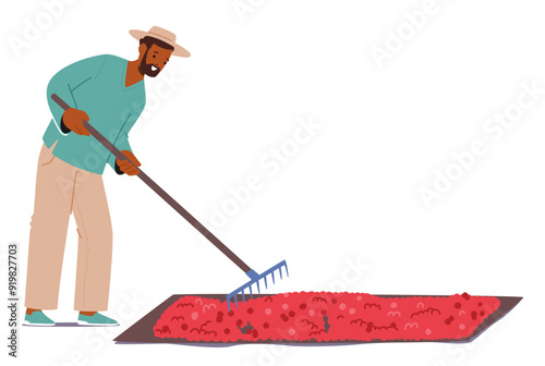 Man Raking Freshly Harvested Coffee Beans Spread Out On A Large Drying Bed Under The Sun. Male Worker Character