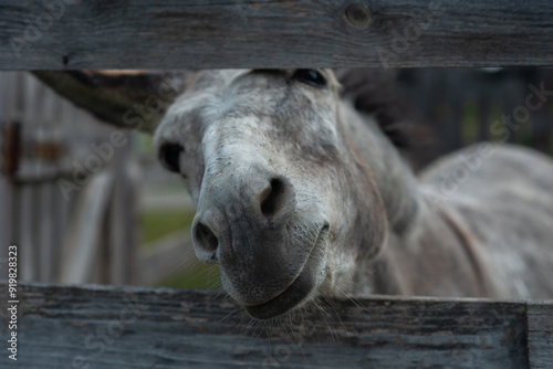 donkey in an enclosure