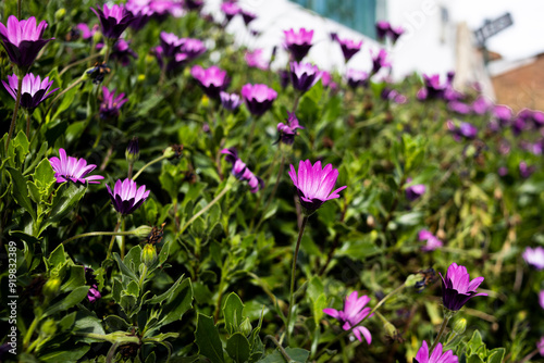 purple and white flowers