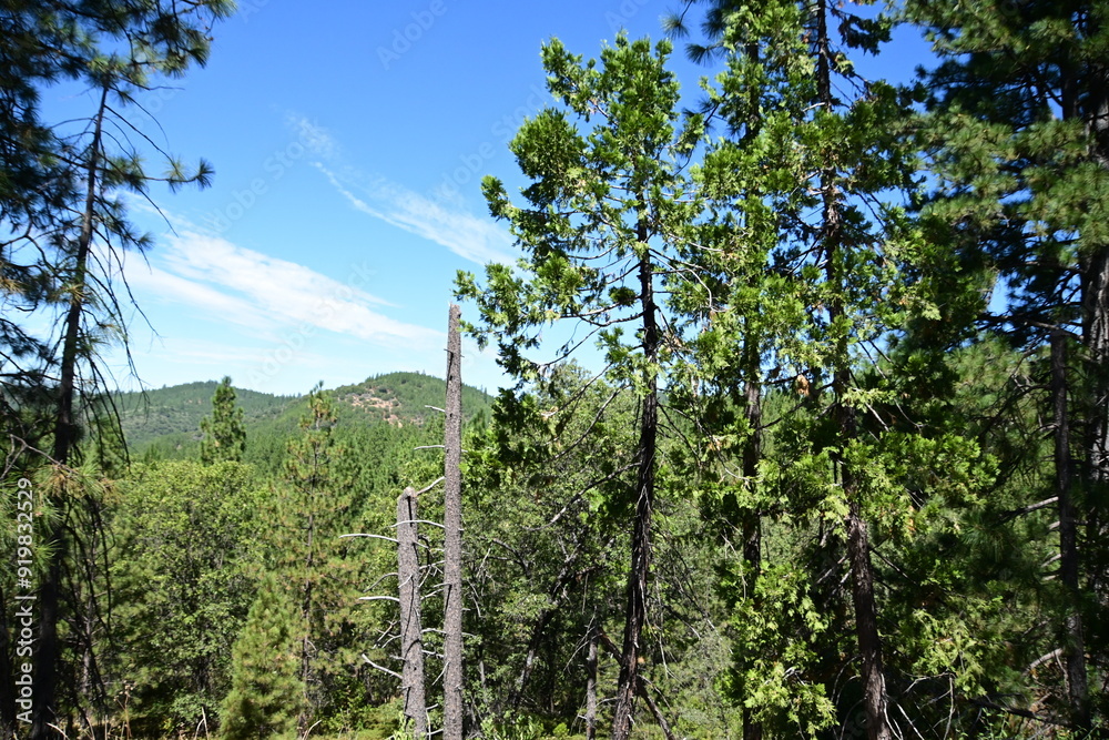 Fototapeta premium forest