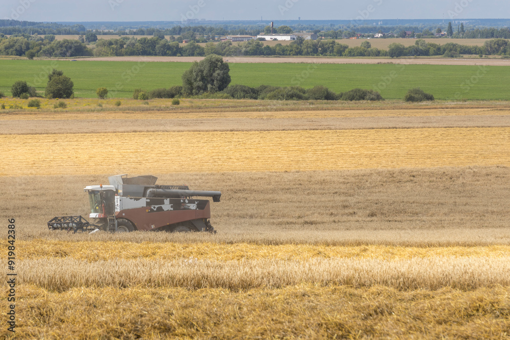 Fototapeta premium A large combine harvester is driving through a field of yellow crops
