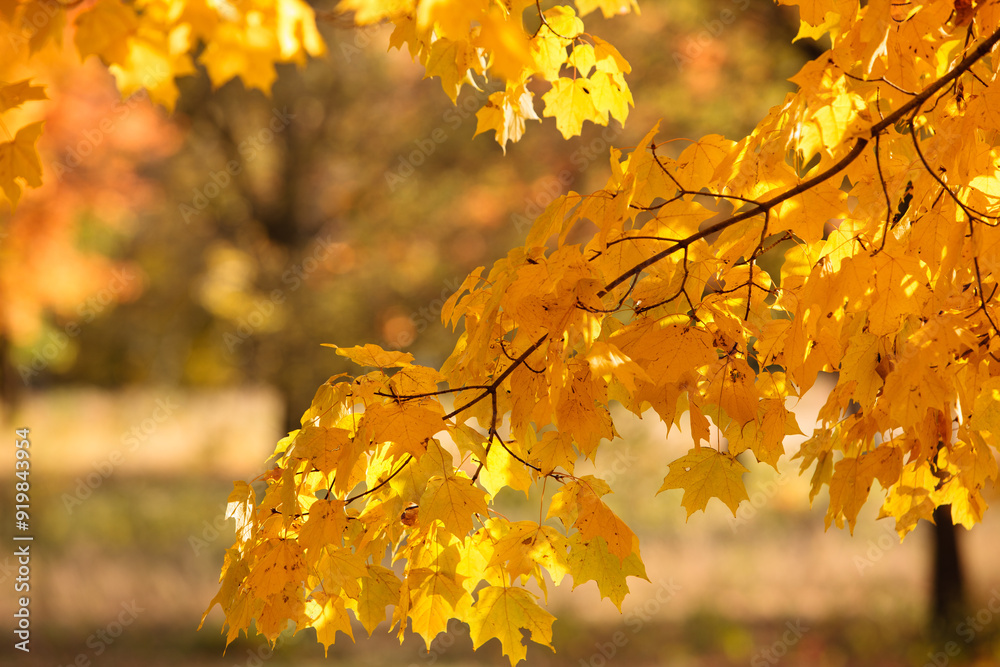 Fototapeta premium Looking through an autumn maple branch in Perrot State Park, Trempealeau, Wisconsin in late September