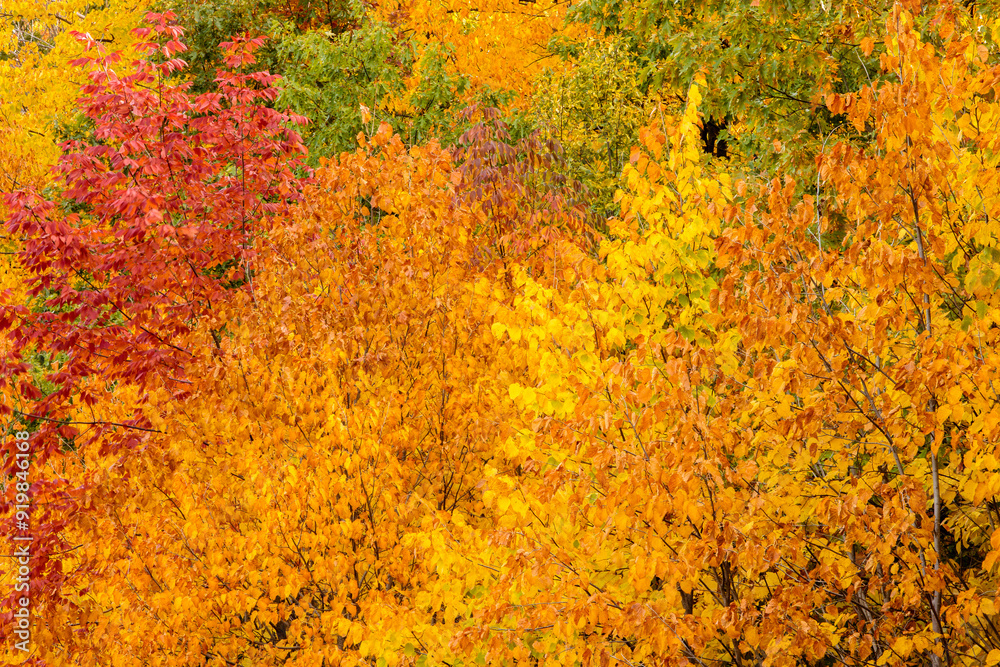 Looking into the mix of colorful trees within the Pike Lake Unit, Kettle Moraine State Forest, Hartford, Wisconsin in early October as the leaves are just nearing peak color Looking into the mix of colorful trees within the Pike Lake Unit, Kettle Moraine State Forest, Hartford, Wisconsin in early October as the leaves are just nearing peak color