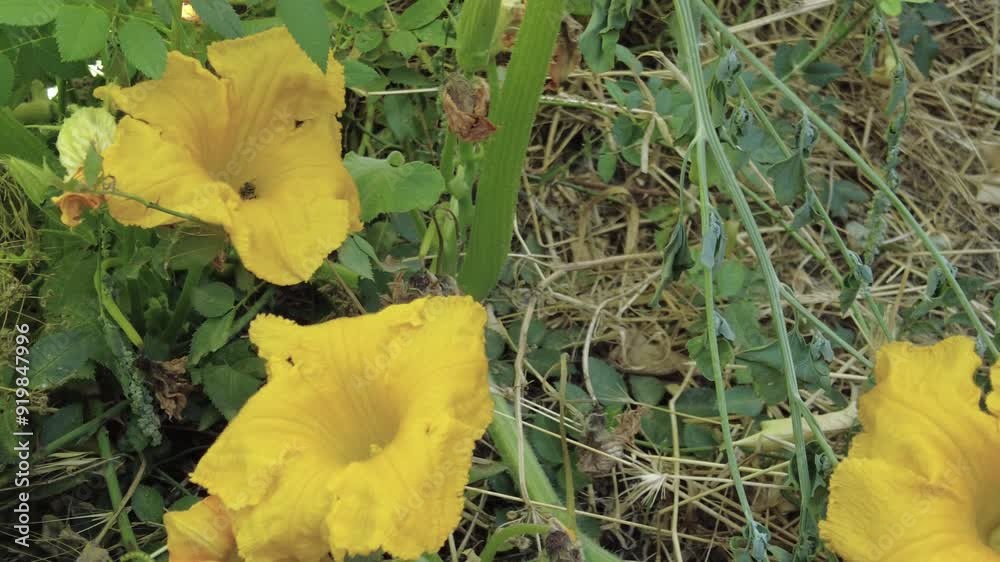 Close-up of pumpkin flower and bee collecting pollen, Close-up of pumpkin flower and bee collecting pollen,