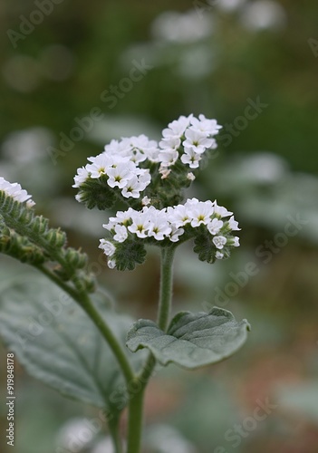 Floraison d'Héliotrope d'Europe, Turnsole (Heliotropium europaeum Boraginaceae) dans la nature. photo