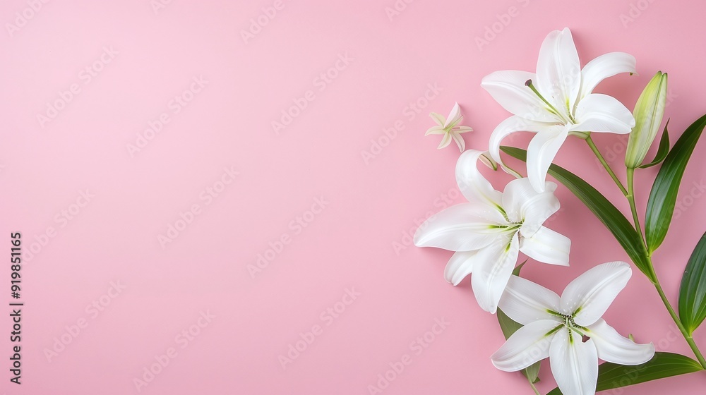 White Lilies on Pink Background, Elegant and Minimalistic Floral Design with Copyspace, Perfect for Wedding Invitations, Spring-Themed Projects, or Nature-Inspired Floral Decor.
White Lilies on Pink Background, Elegant and Minimalistic Floral Design with Copyspace, Perfect for Wedding Invitations, Spring-Themed Projects, or Nature-Inspired Floral Decor.