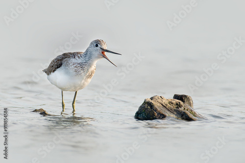 Common Greenshank photo