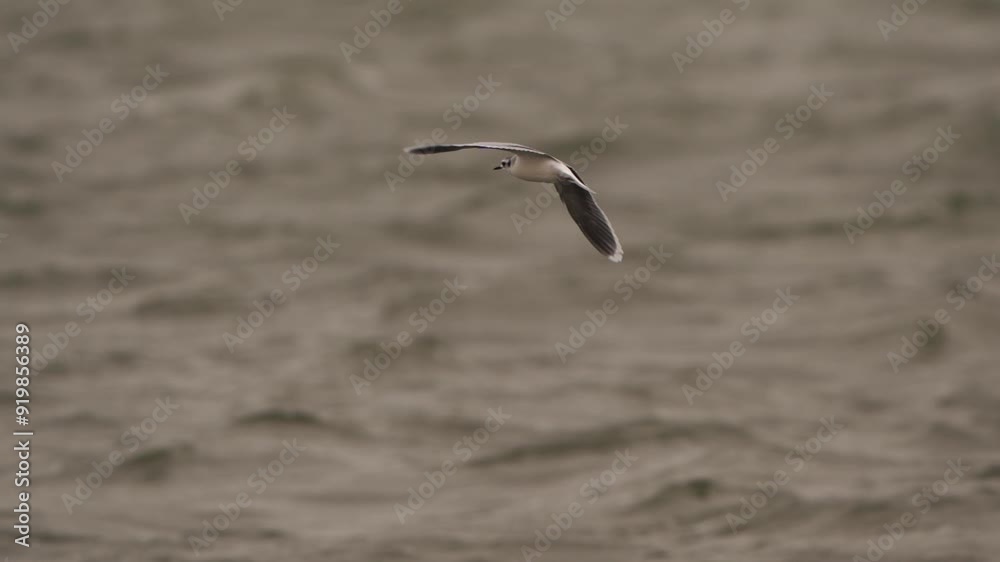 An adult little gull (Hydrocoloeus minutus) in winter plumage flying above the waves - slow motion An adult little gull (Hydrocoloeus minutus) in winter plumage flying above the waves - slow motion