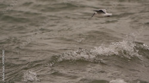 A little gull (Hydrocoloeus minutus) in winter plumage flying above the waves - slow motion  photo