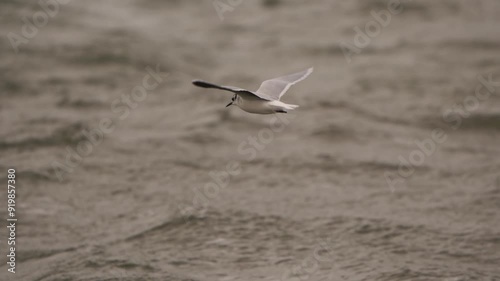 A little gull (Hydrocoloeus minutus) in winter plumage flying above the waves - slow motion photo