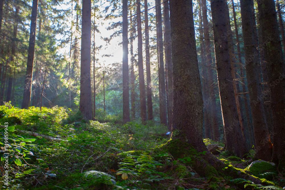 Fresh green forest in sunshine taken early morning in Carpathian mountains Fresh green forest in sunshine taken early morning in Carpathian mountains