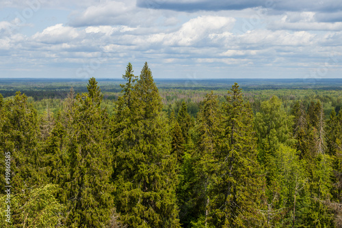 Summer forest landscape. Top view of green tree crowns. An extensive mixed forest stretches to the horizon. Beautiful natural background.
