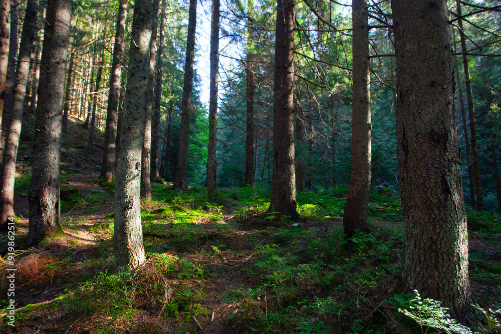 Obraz premium Fresh green forest in sunshine taken early morning in Carpathian mountains