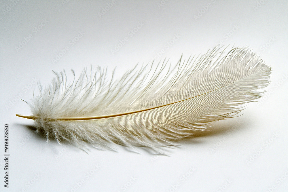 Fototapeta premium white feather on the white background