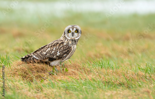 Short-eared Owl