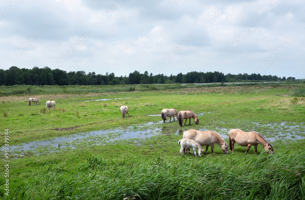 fjord horses in green landscape of national park weerribben wieden in the netherlands fjord horses in green landscape of national park weerribben wieden in the netherlands