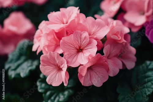 Pink Flower Close-Up