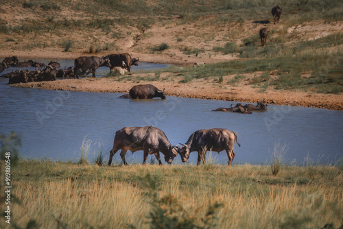 Two wild buffaloes fighting with each other - National Park Kruger, South Africa