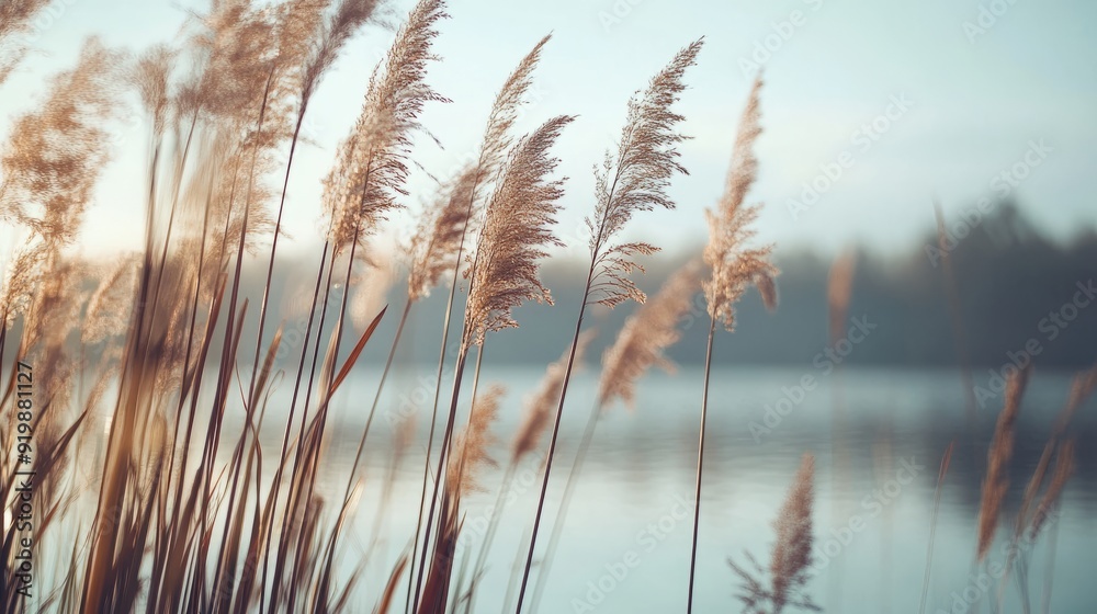 close-up of reed stalks growing on the shore of the lake close-up of reed stalks growing on the shore of the lake
