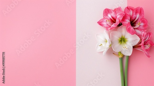  Pink and white amaryllis flowers on split pastel pink and white background. Minimalist floral arrangement with copy space. Ideal for spring-themed banners, invitations, or greeting cards. Flat lay ph