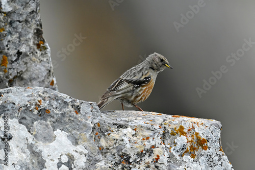 Alpine accentor // Alpenbraunelle  (Prunella collaris) photo