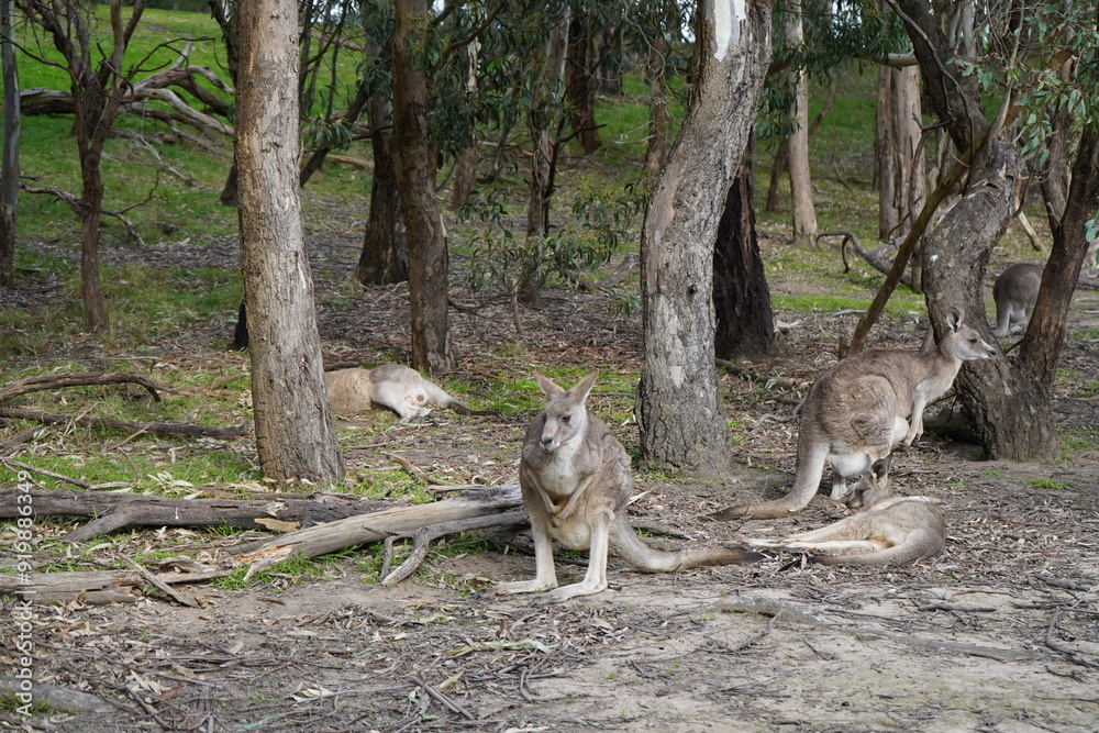 Kangaroos Enjoying a Peaceful Day in the Park Kangaroos Enjoying a Peaceful Day in the Park