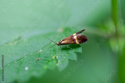 Yellow-barred long-horn, Nemophora degeerella photo