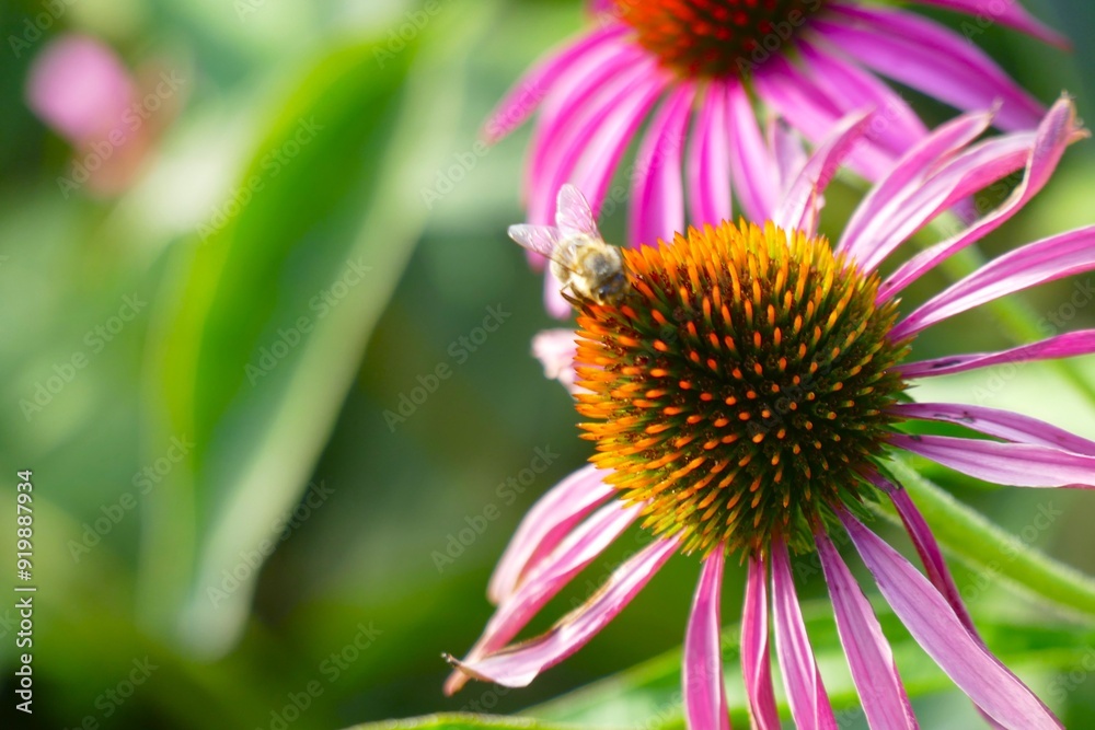 Echinacea cone flower and bee in the garden Echinacea cone flower and bee in the garden