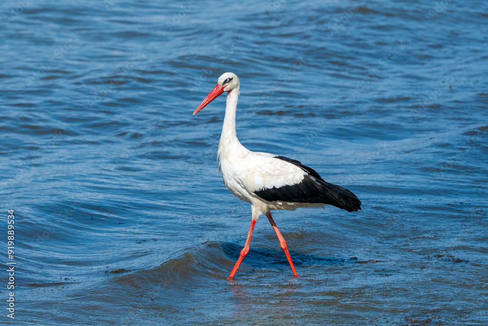 Obraz premium White Stork with a Gray Eye: Spooky Elegance Walking in the Lake - Summer Season Holiday. Ciconia ciconia