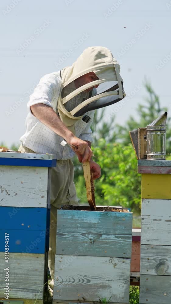 Apiarist carefully takes a frame out of bee hive. Experienced beekeeper checking up honey harvest and bees condition in his farm. Vertical video Apiarist carefully takes a frame out of bee hive. Experienced beekeeper checking up honey harvest and bees condition in his farm. Vertical video